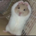 Hammie